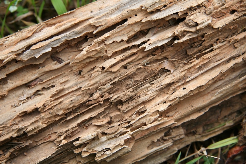 Diagnostic Termites avant Travaux/Démolition